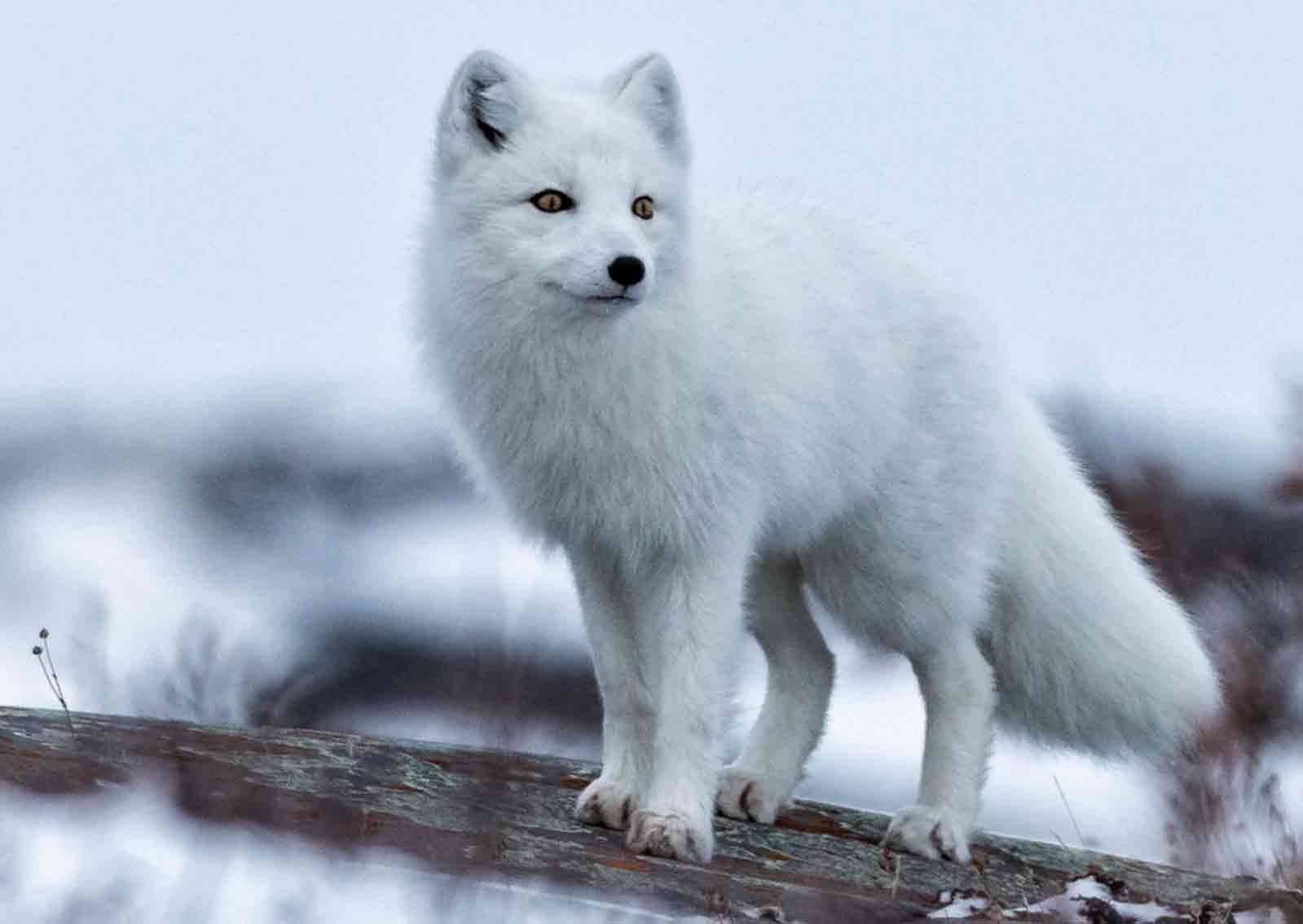 Arctic fox (Vulpes lagopus) adapted to the ice, a symbol of endurance.