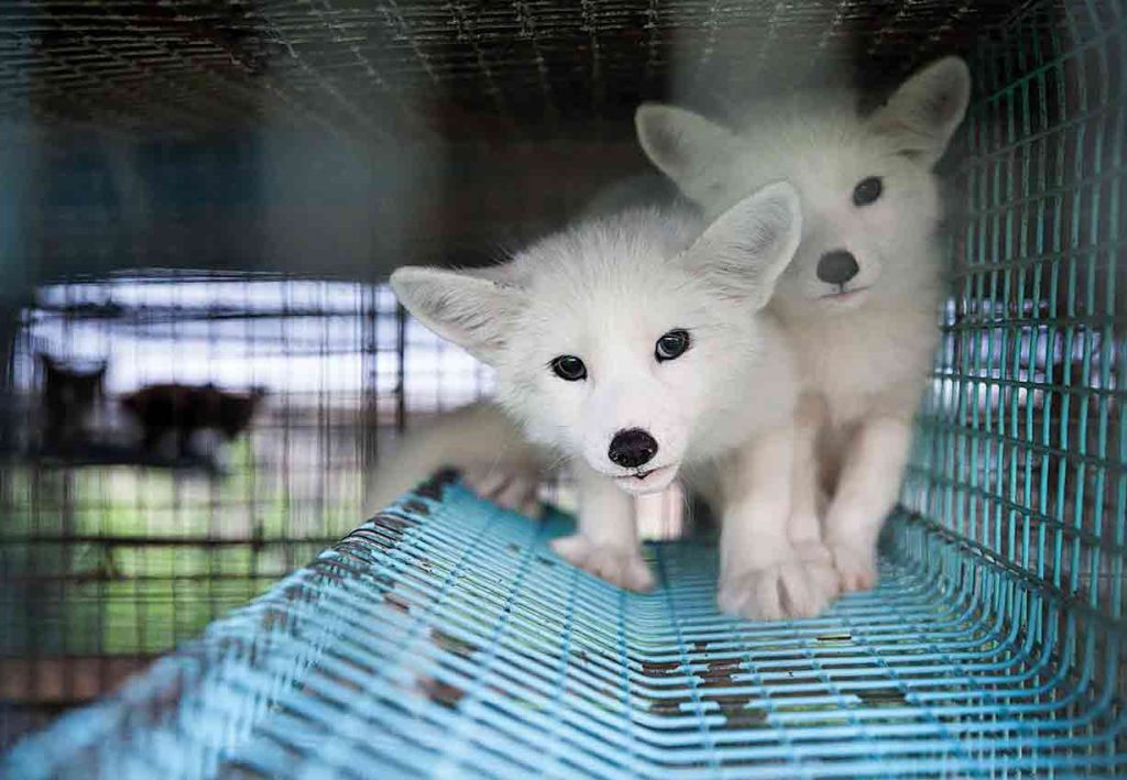 https://www.four-paws.org/campaigns-topics/topics/animals-abused-for-fashion/animals-used-for-fur